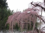 三春滝桜2010.4.17ダイジェスト Miharu waterfall cherry blossoms digest
